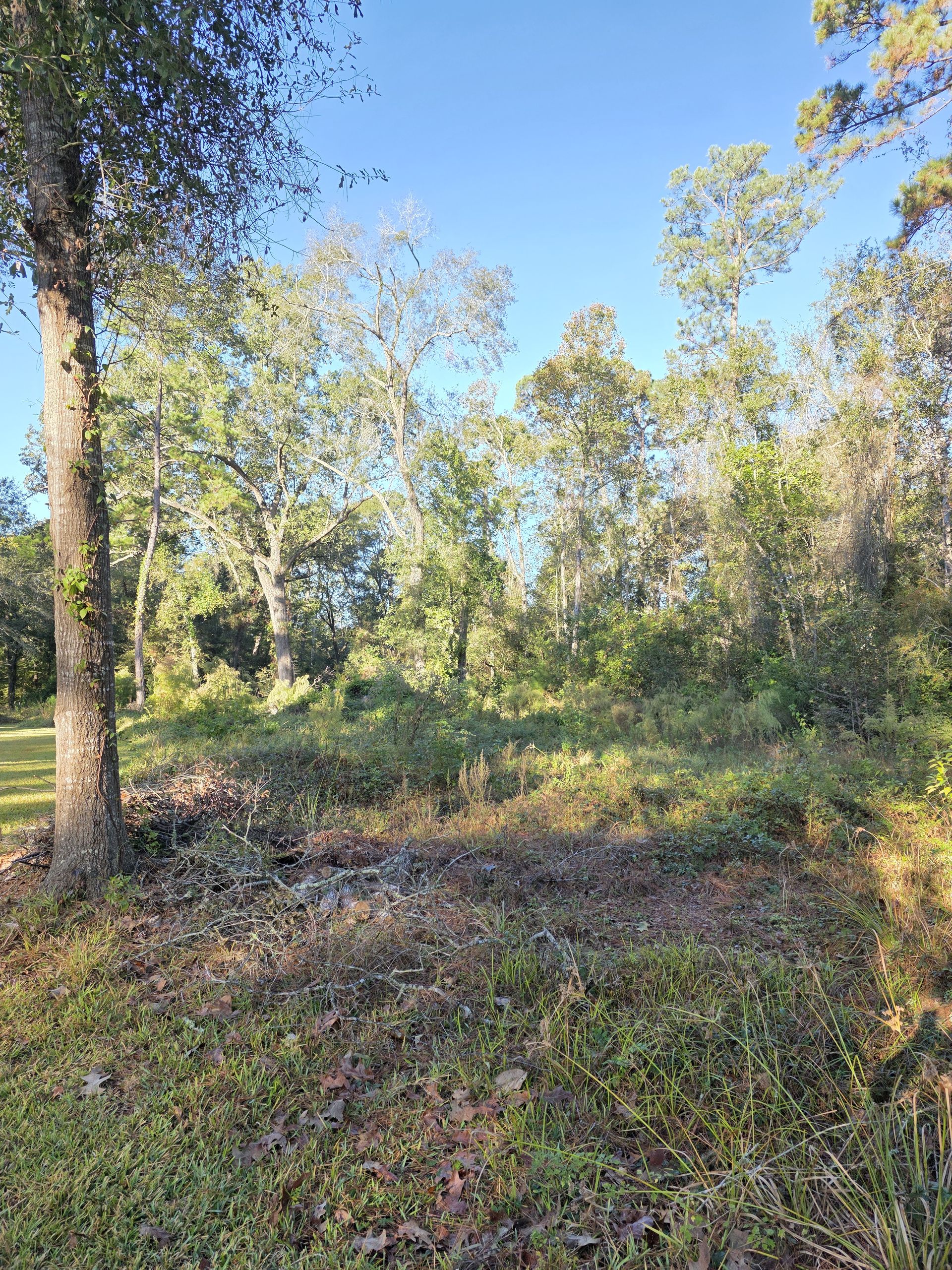 Land Clearing project 1