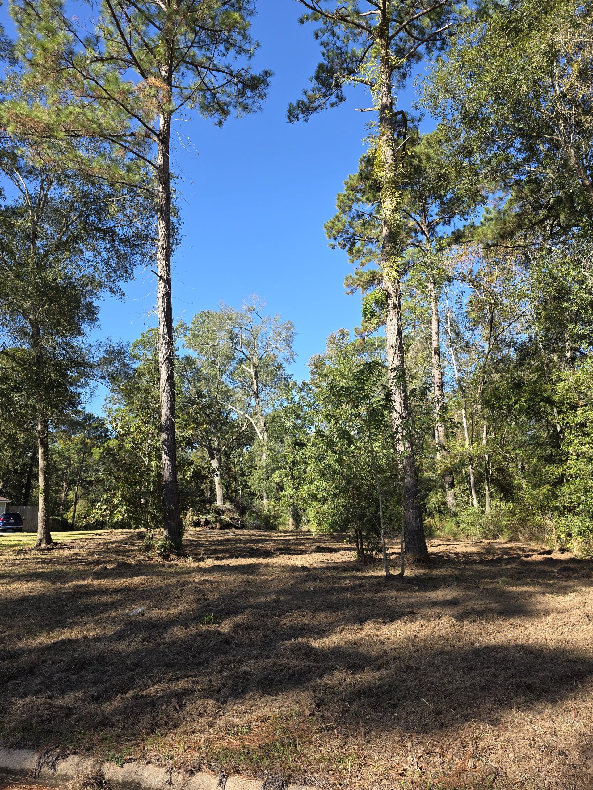 Land Clearing project 2