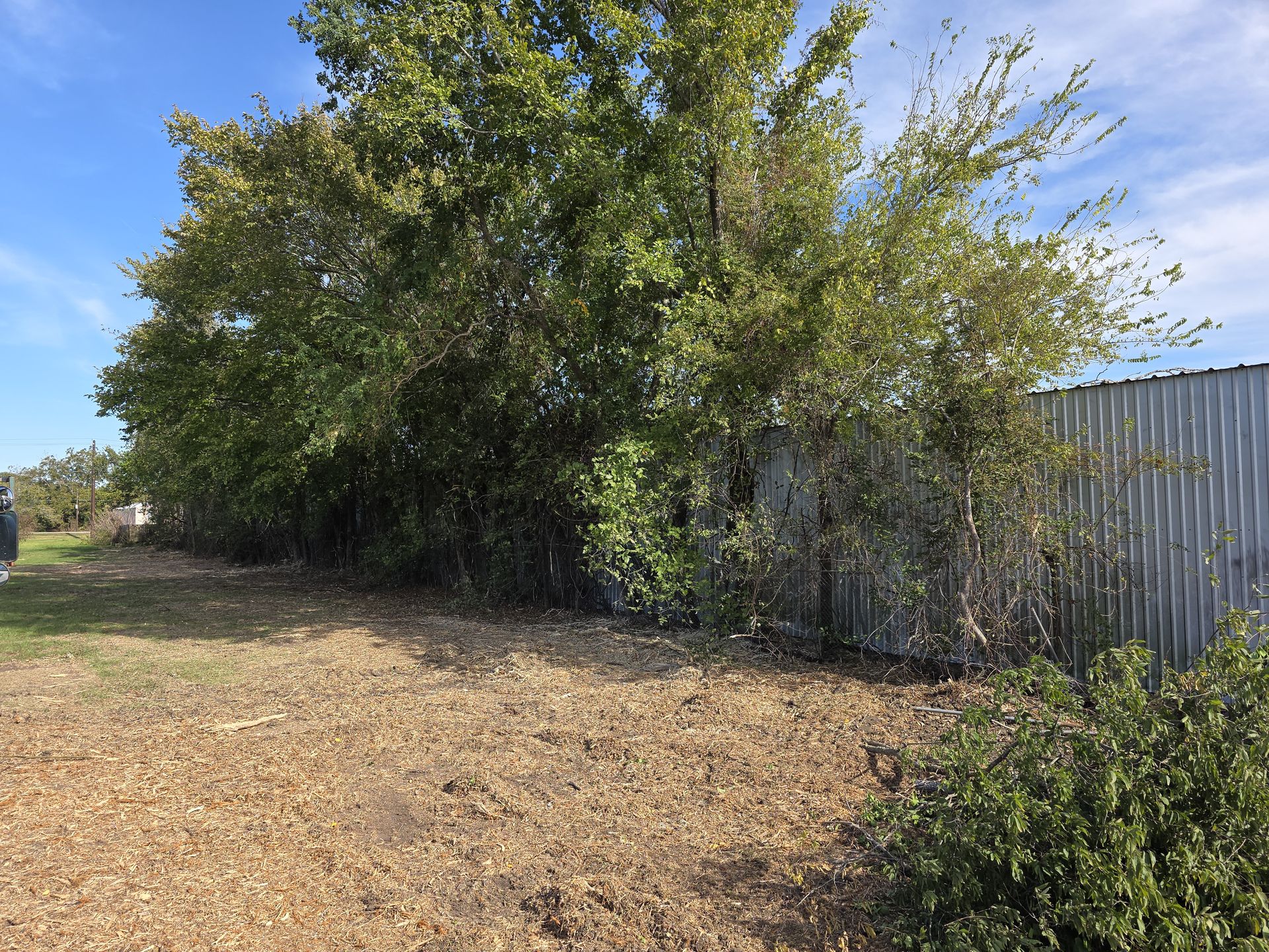 Tree Service project 6