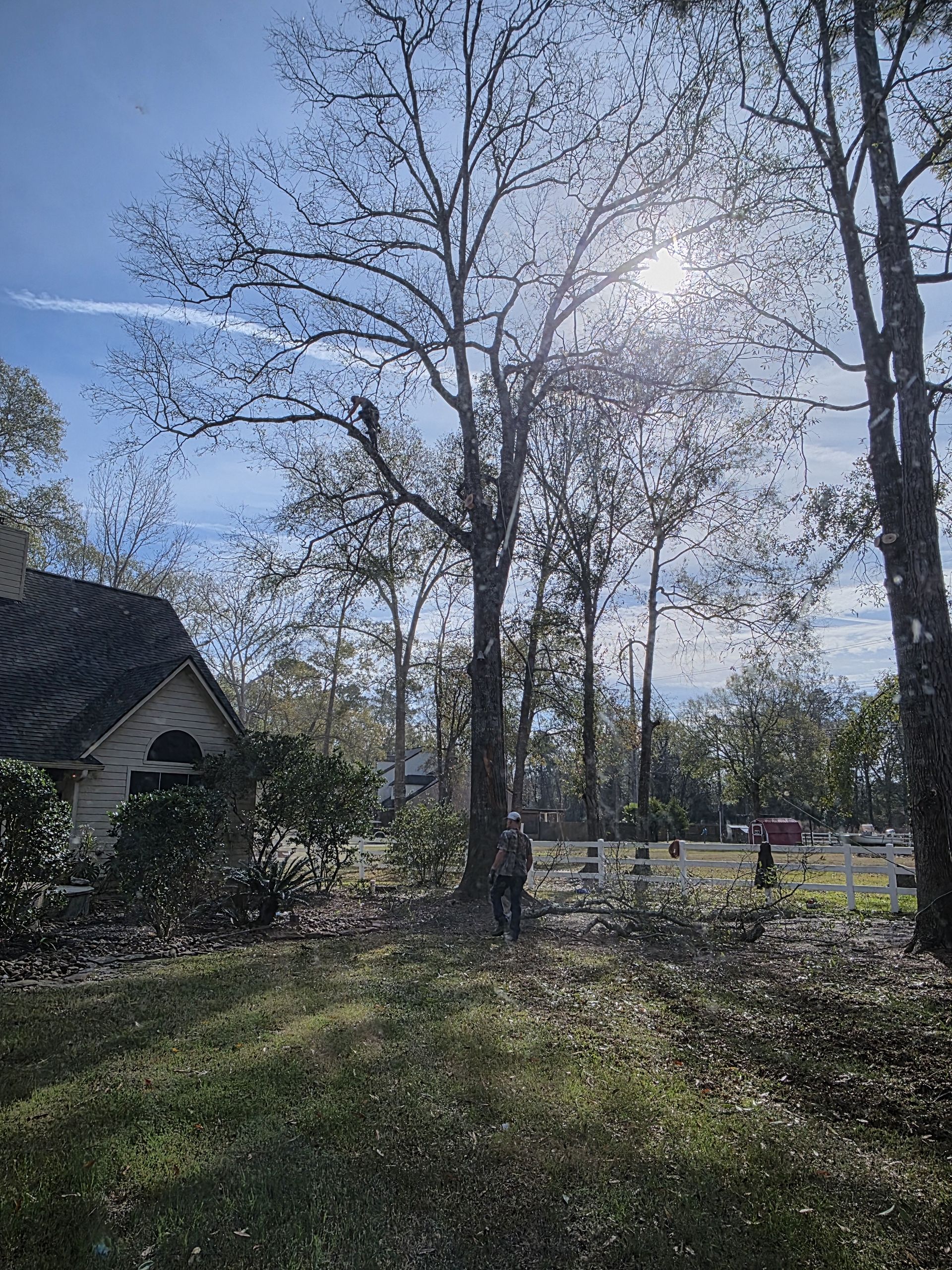 Tree Service project 1