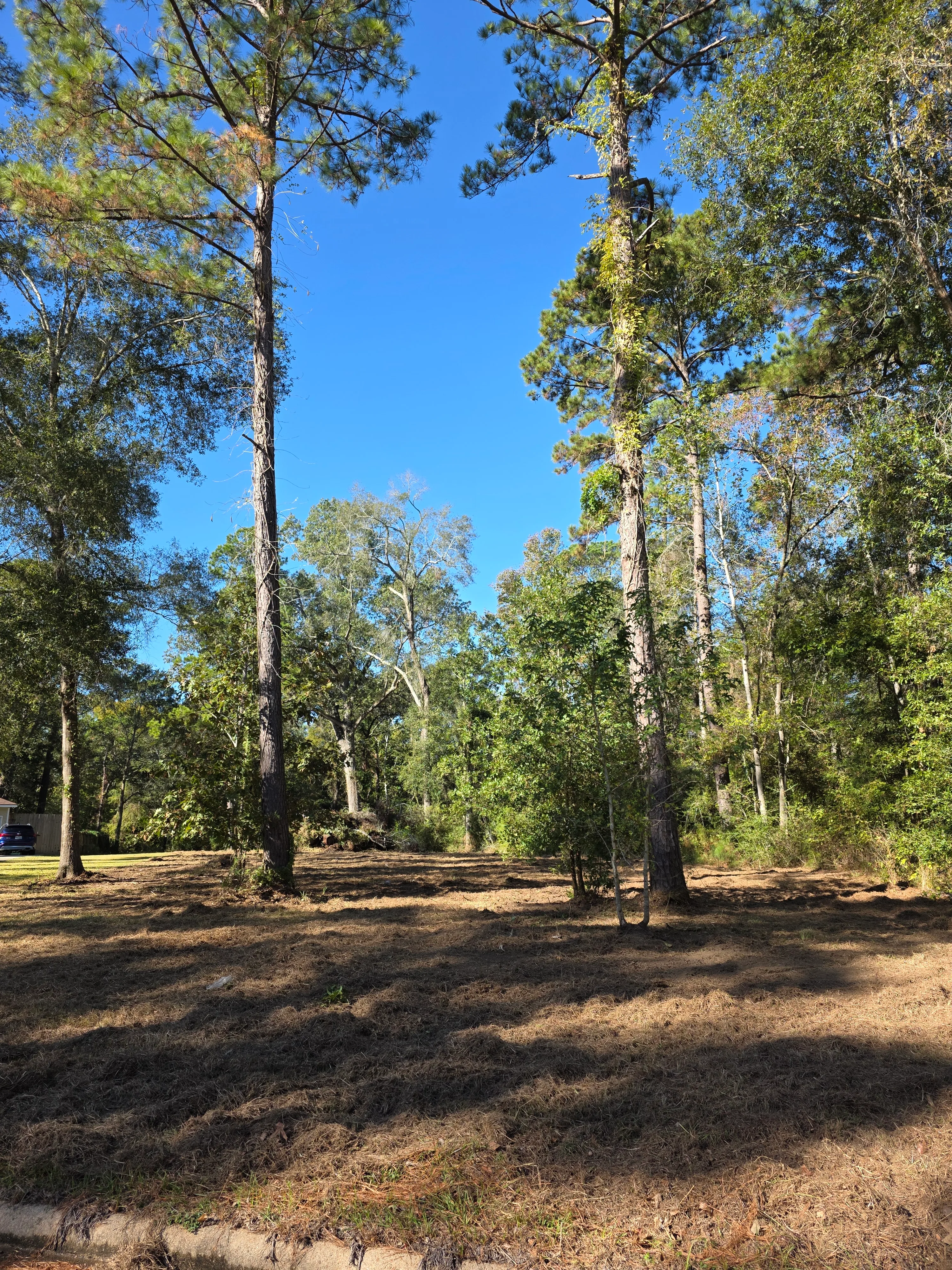 Tree Line Cleanup Progress before