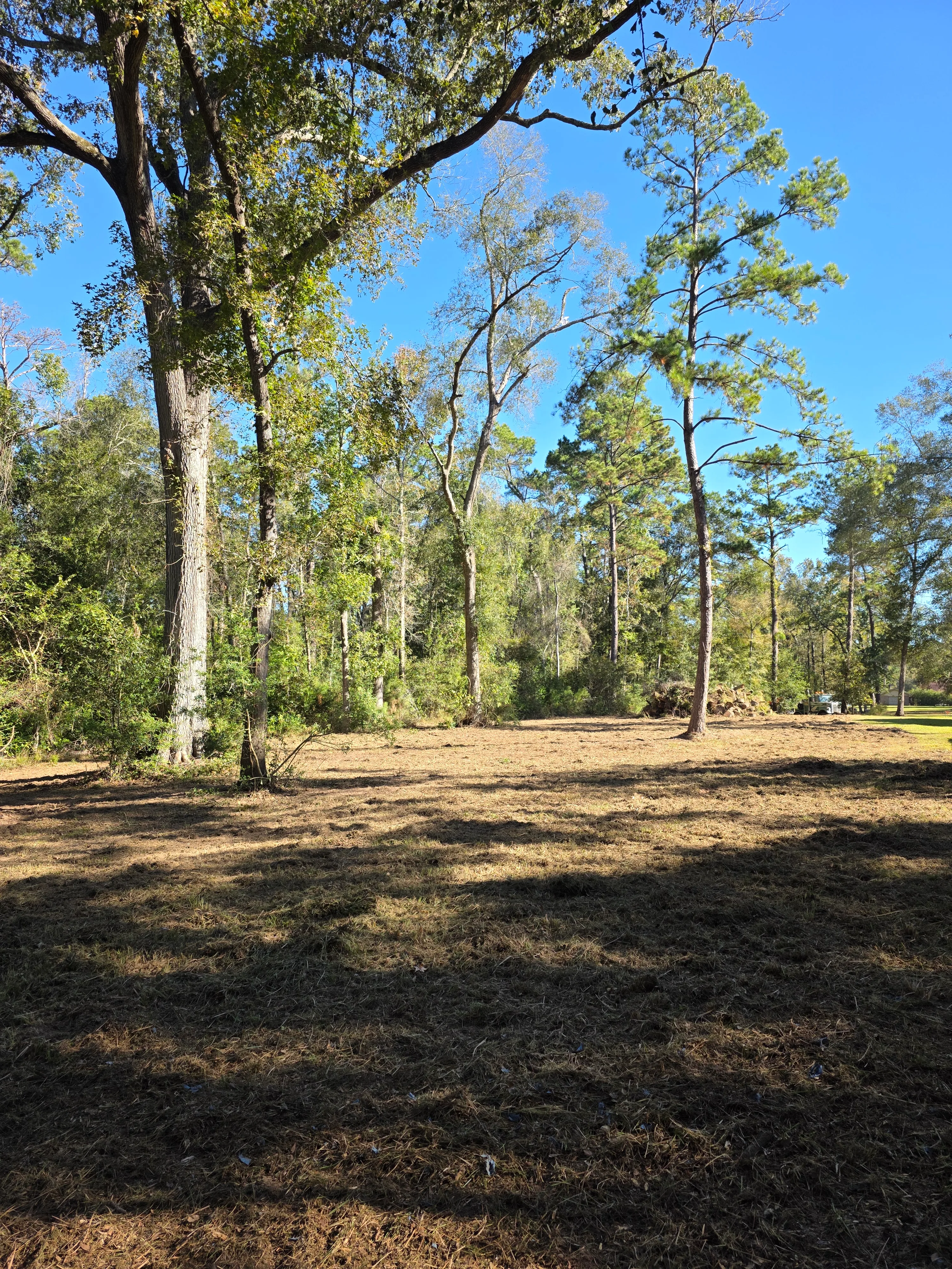 Tree Line Cleanup Progress after